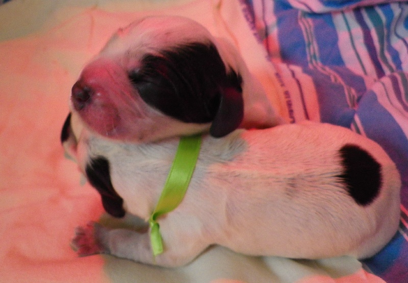 Bébés de Vodka juin 2010