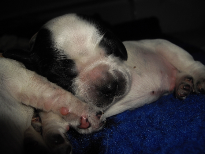 Les Bébés de Cassiopée avril 2009