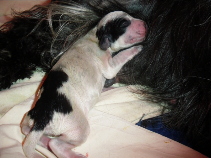 Les Bébés de Vodka juin 2009